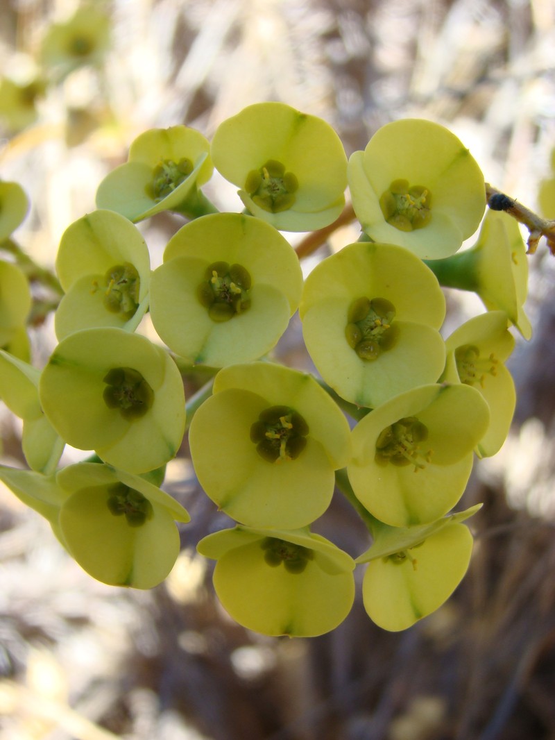 Euphorbia hislopii