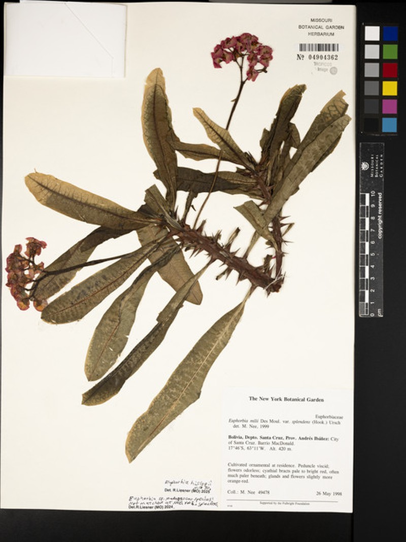 Euphorbia hislopii photo 3