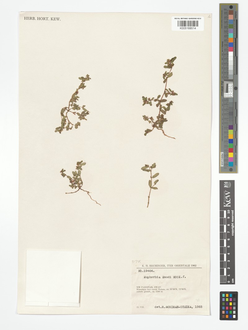 Euphorbia hispida