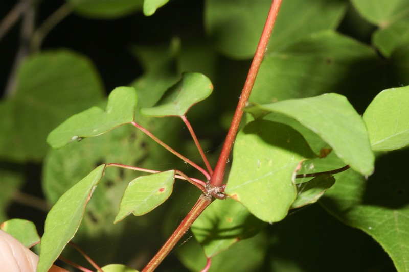 Euphorbia hoffmanniana