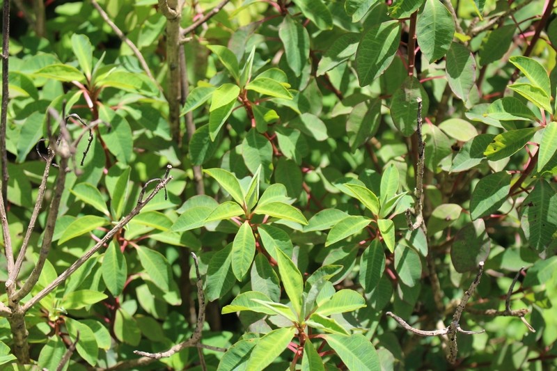 Euphorbia hoffmanniana photo 2