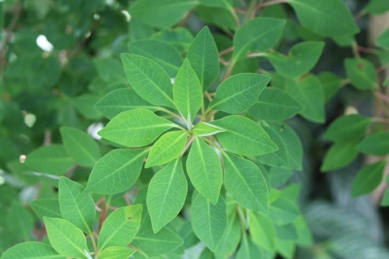 Euphorbia hoffmanniana photo 5
