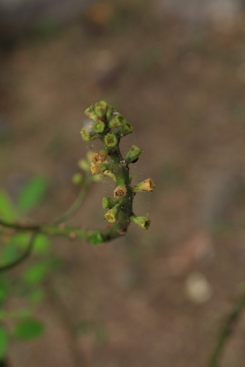 Euphorbia hoffmanniana photo 6