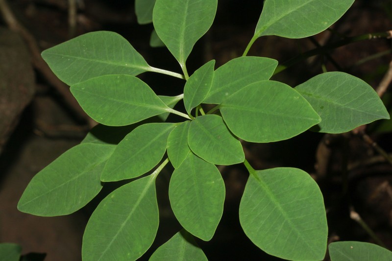 Euphorbia hoffmanniana photo 8