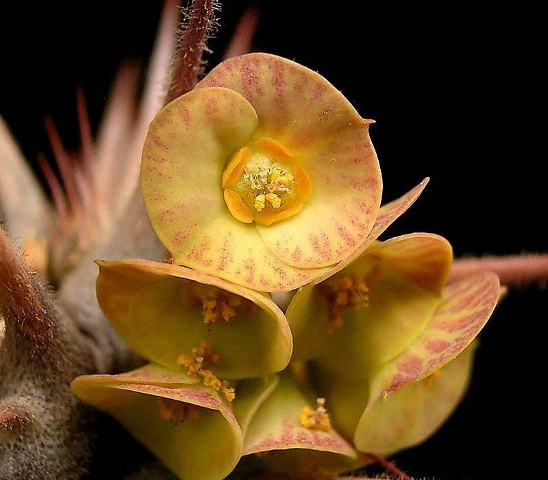 Euphorbia hofstaetteri
