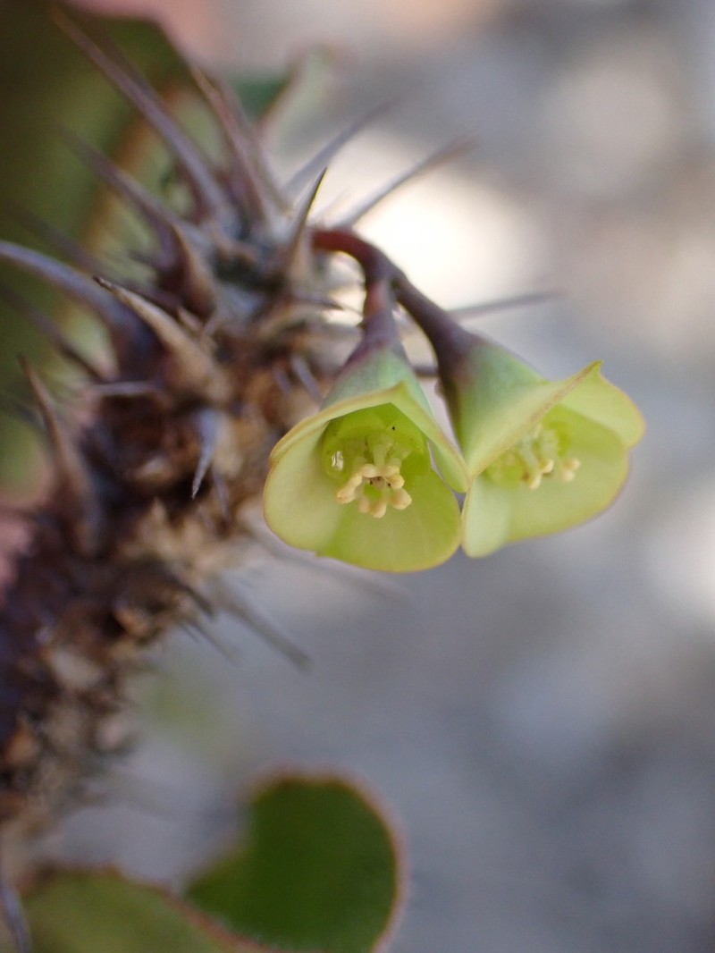 Euphorbia hofstaetteri photo 2