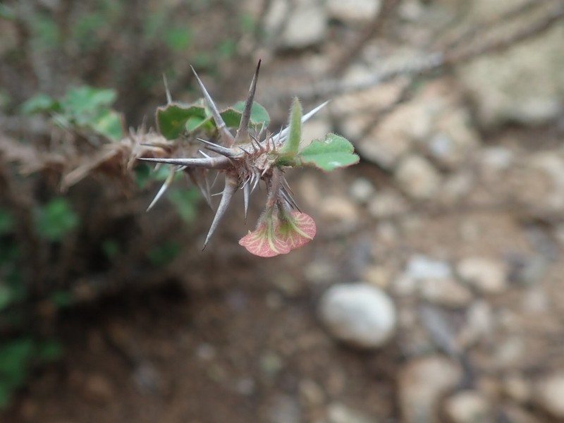 Euphorbia hofstaetteri photo 3
