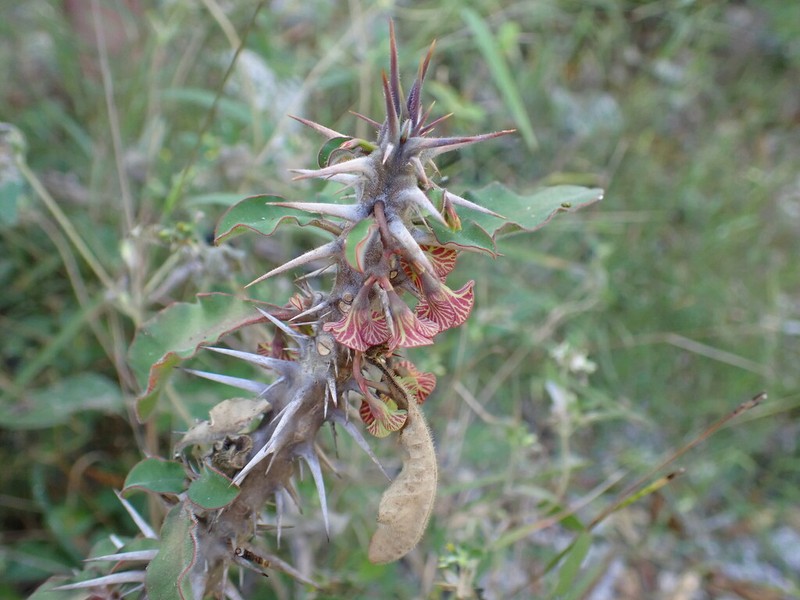 Euphorbia hofstaetteri photo 5