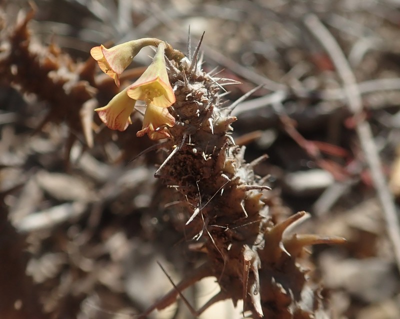 Euphorbia hofstaetteri photo 6