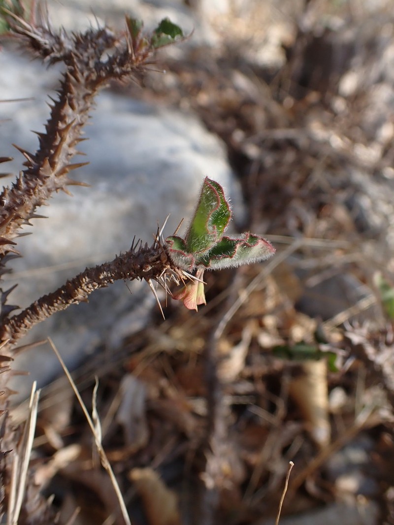 Euphorbia hofstaetteri photo 7