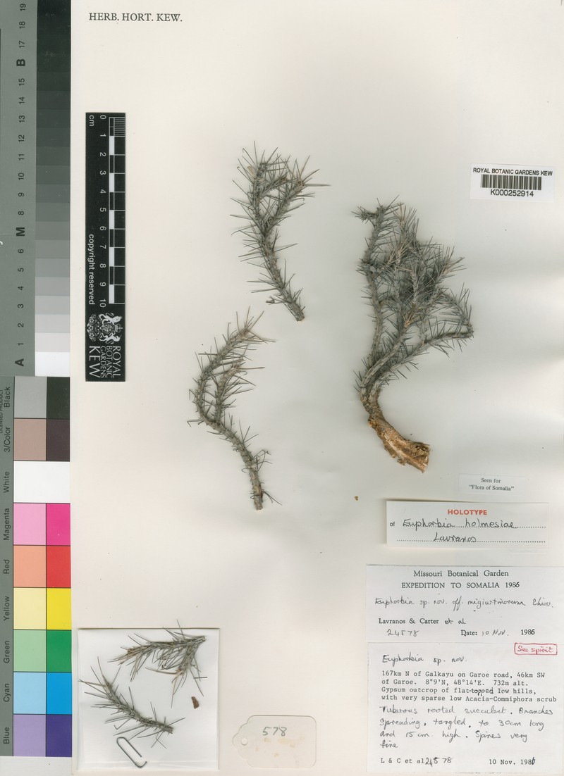 Euphorbia holmesiae photo 2