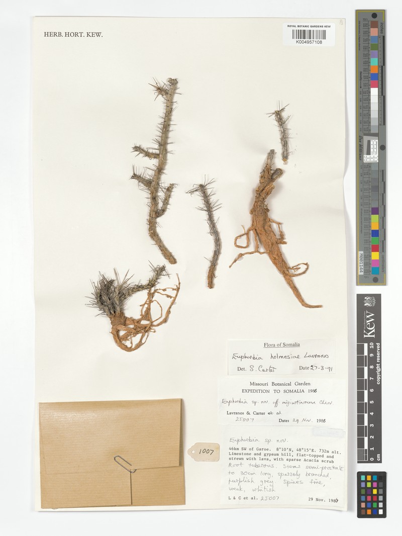 Euphorbia holmesiae photo 3