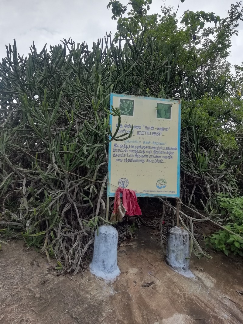 Euphorbia holmesiae