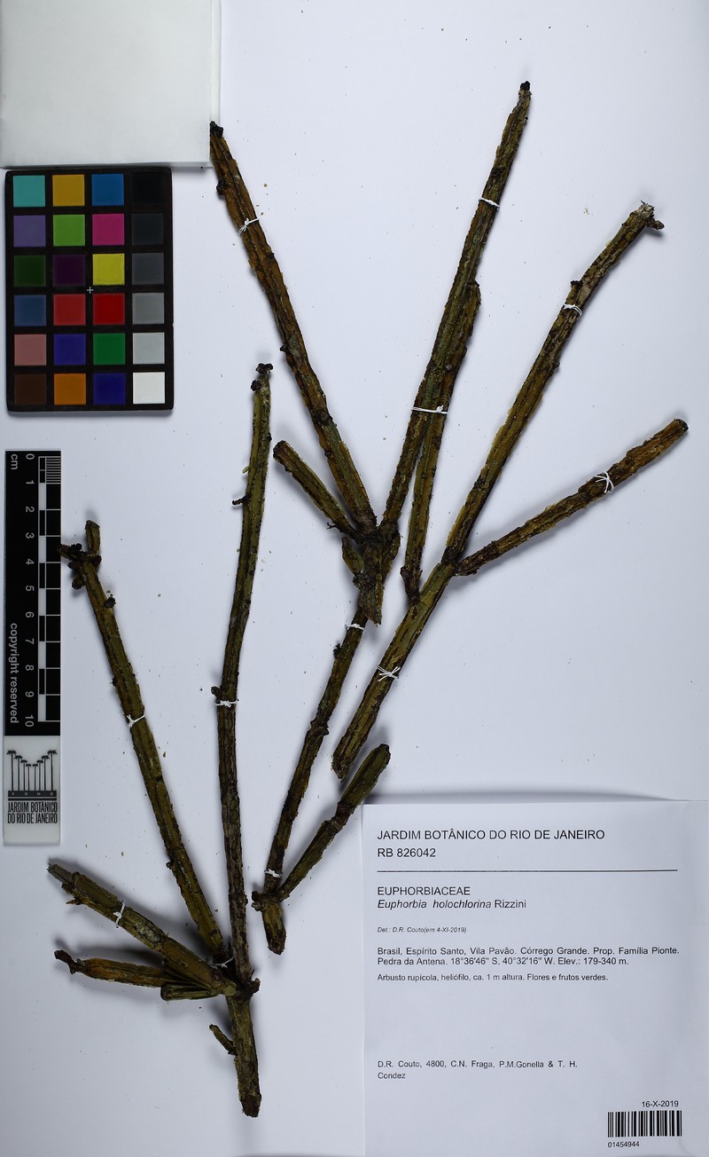Euphorbia holochlorina
