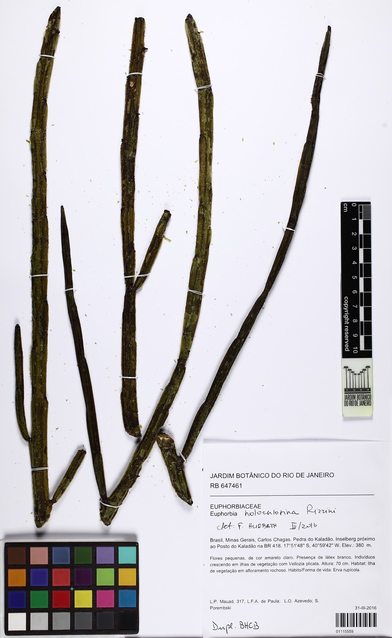 Euphorbia holochlorina photo 2