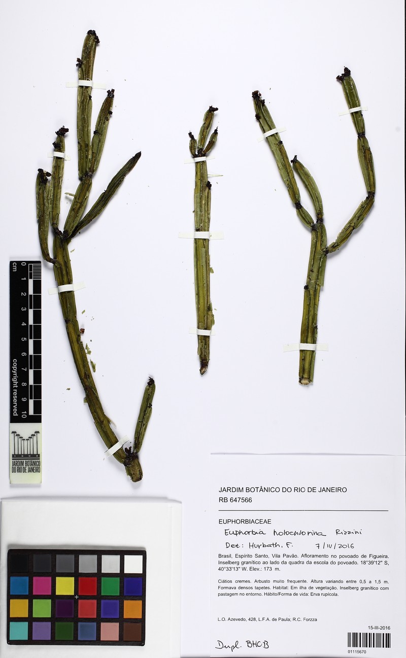 Euphorbia holochlorina photo 3