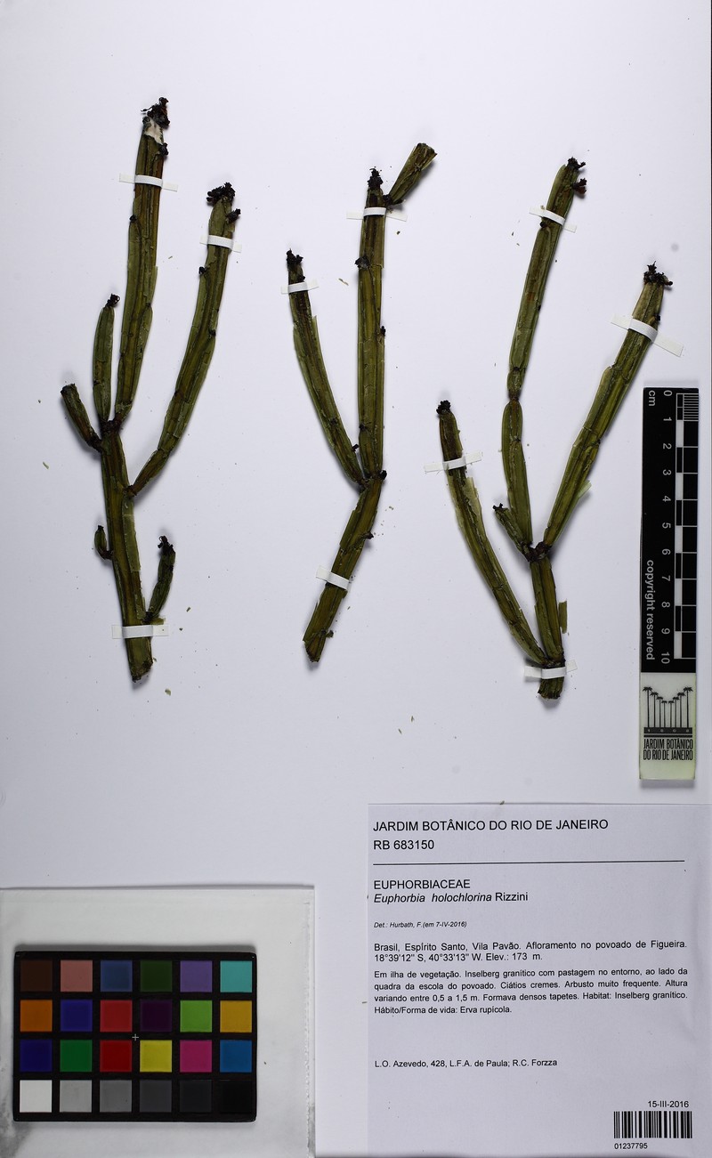 Euphorbia holochlorina photo 4