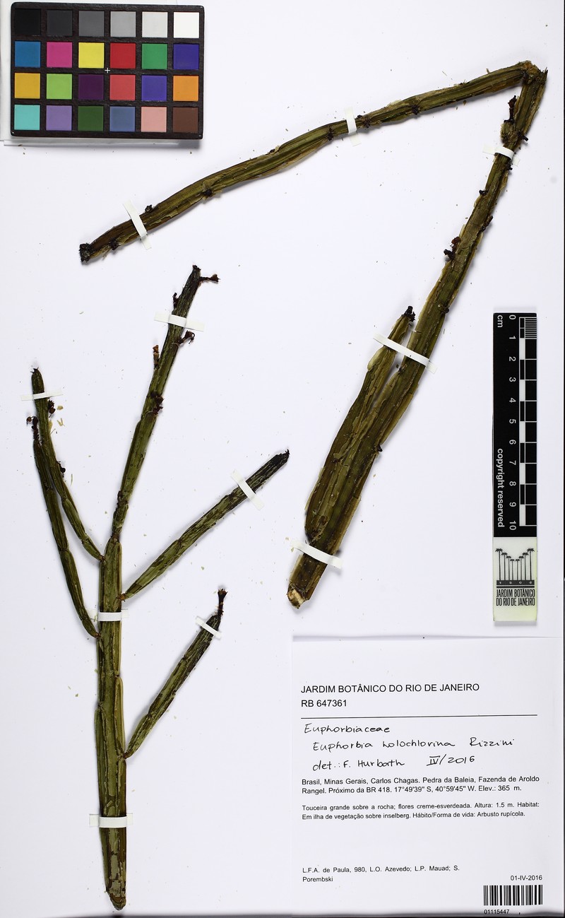 Euphorbia holochlorina photo 5