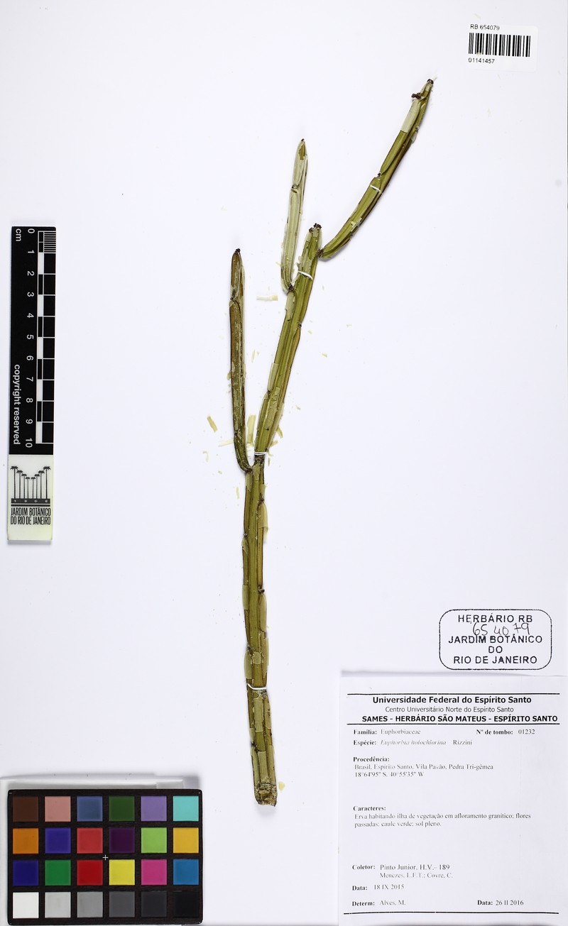 Euphorbia holochlorina photo 6