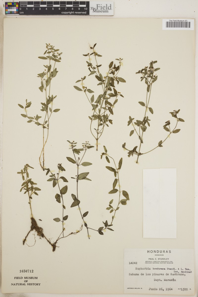 Euphorbia hondurana