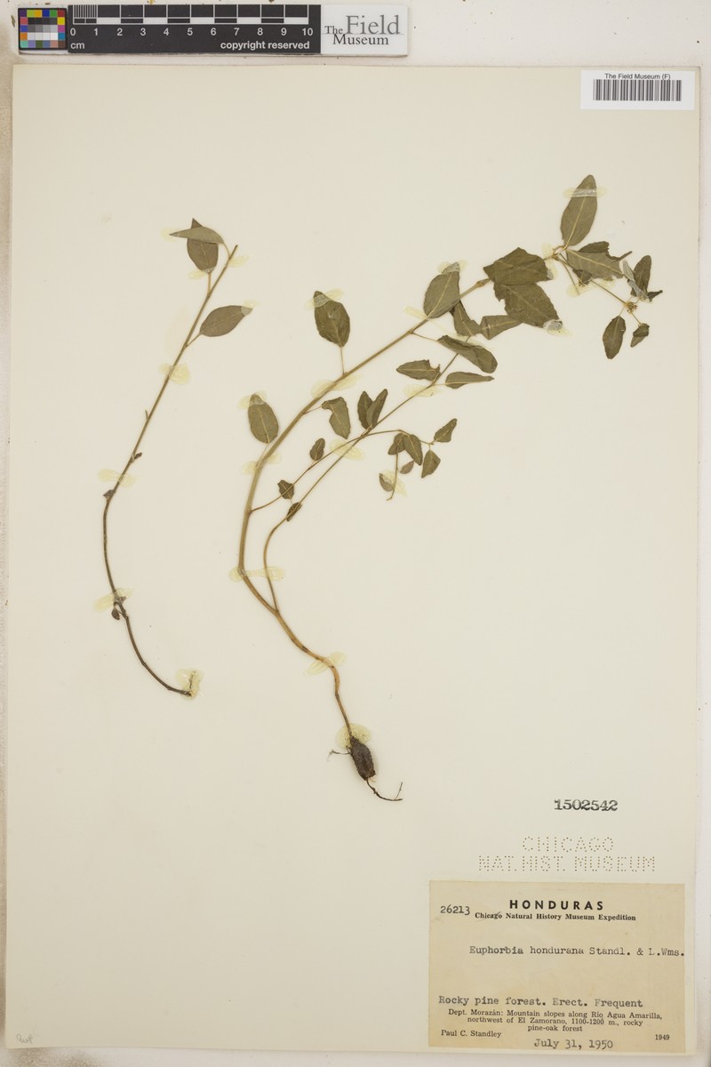 Euphorbia hondurana photo 4