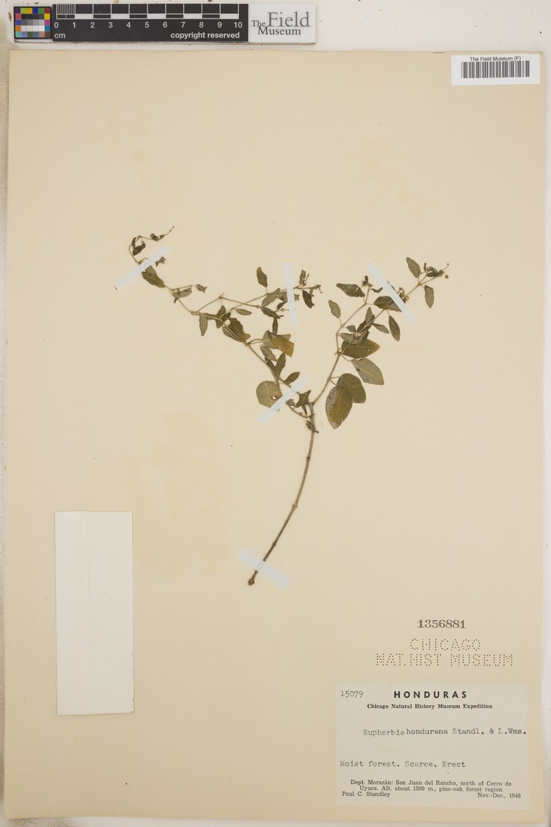 Euphorbia hondurana photo 6