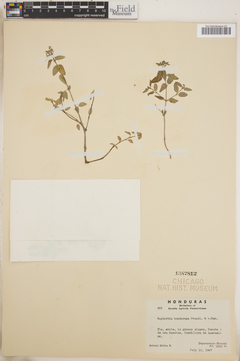 Euphorbia hondurana photo 7