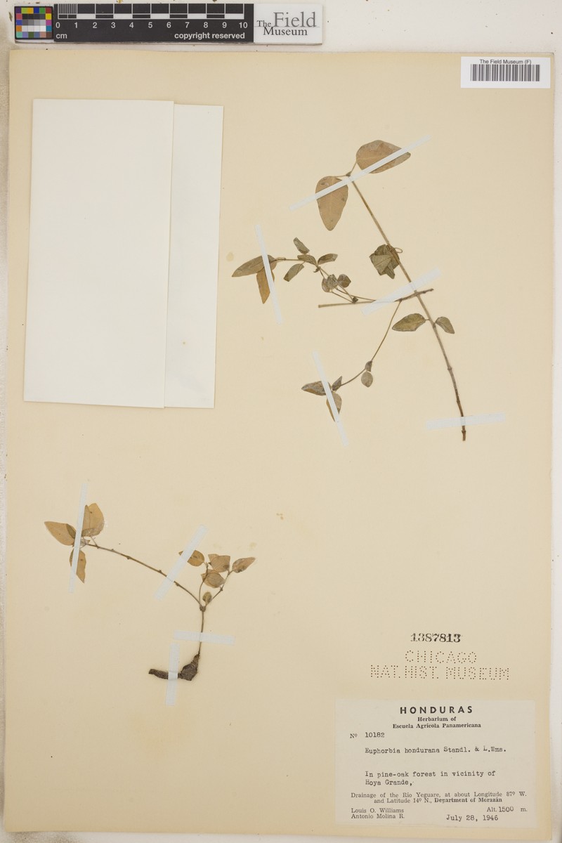 Euphorbia hondurana photo 8