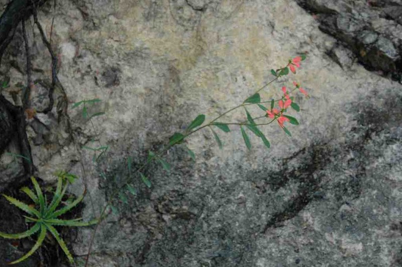 Euphorbia hormorrhiza