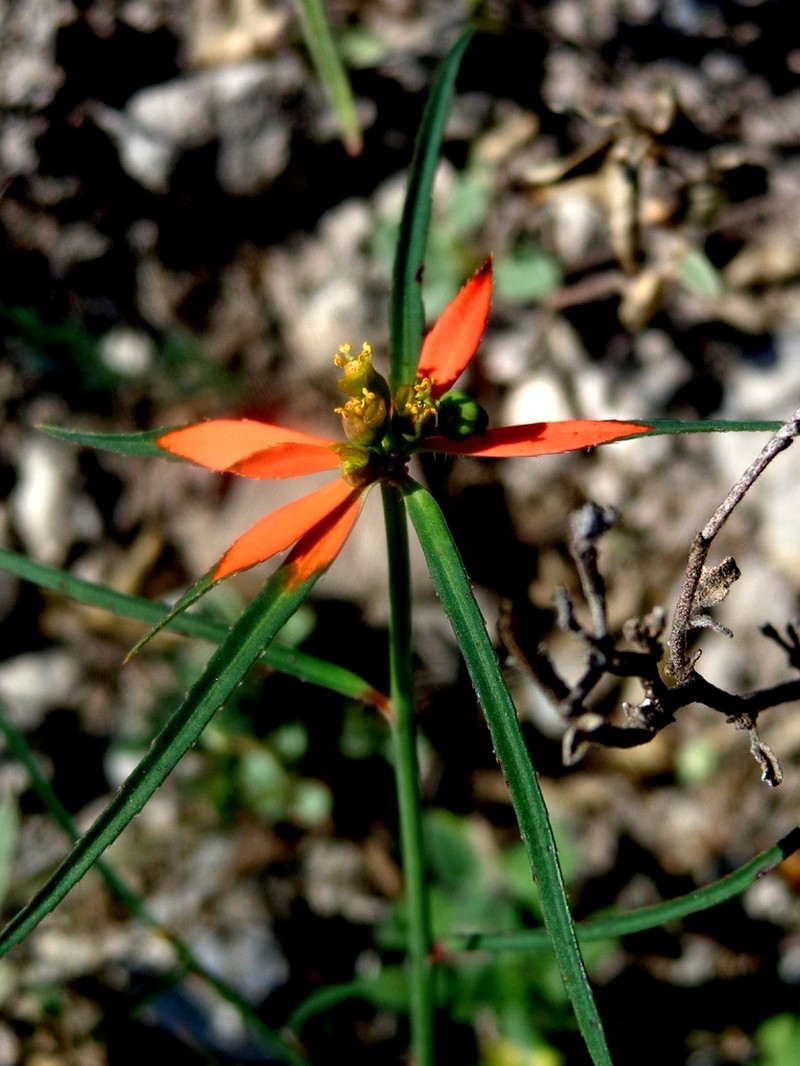Euphorbia hormorrhiza photo 2