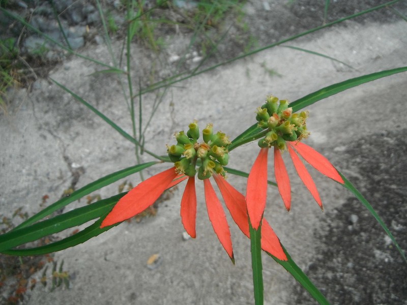 Euphorbia hormorrhiza photo 3