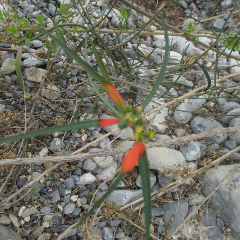 Euphorbia hormorrhiza photo 4