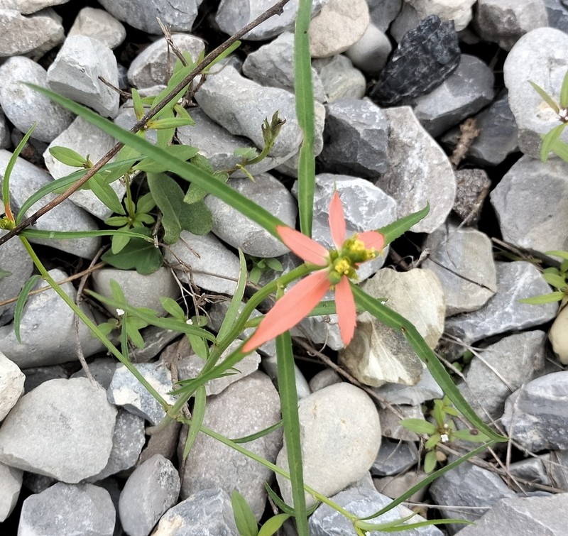 Euphorbia hormorrhiza photo 5