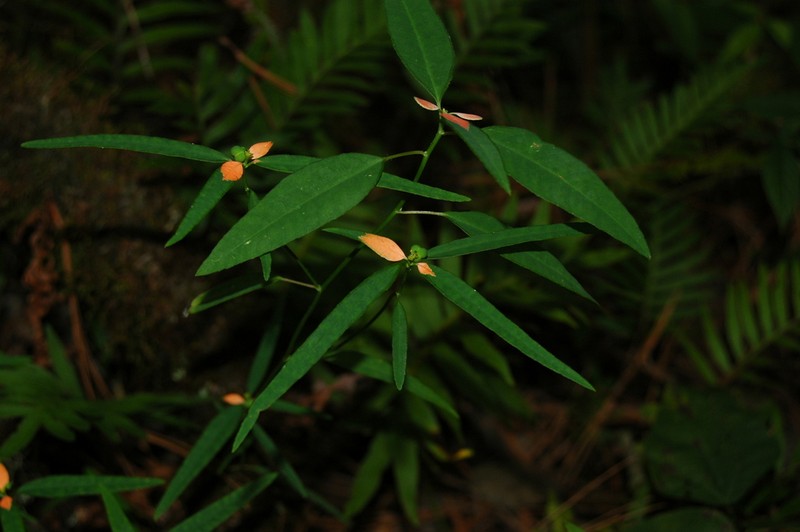 Euphorbia hormorrhiza photo 6