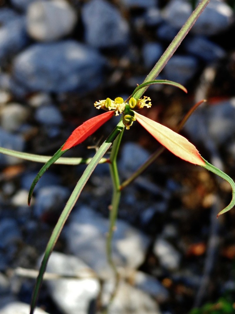 Euphorbia hormorrhiza photo 7