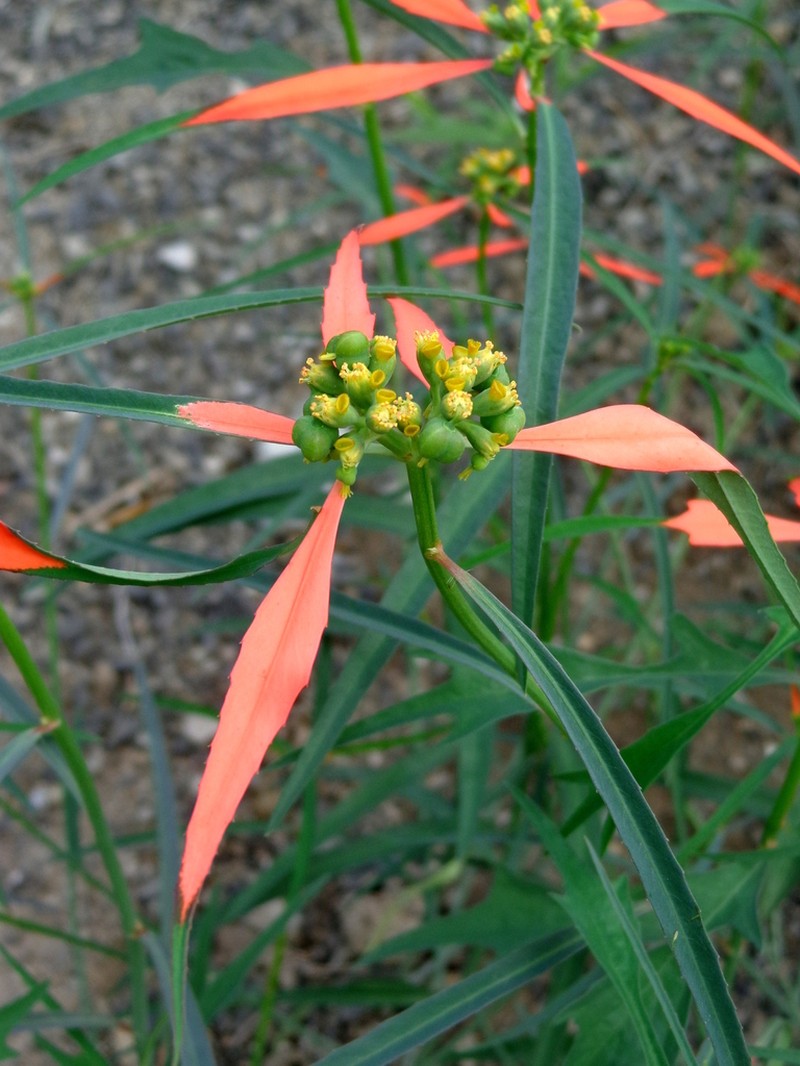 Euphorbia hormorrhiza photo 8