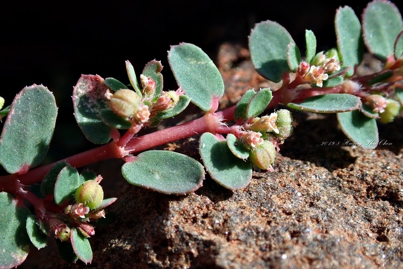 Euphorbia hsinchuensis