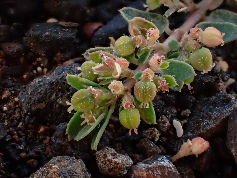 Euphorbia hsinchuensis photo 2
