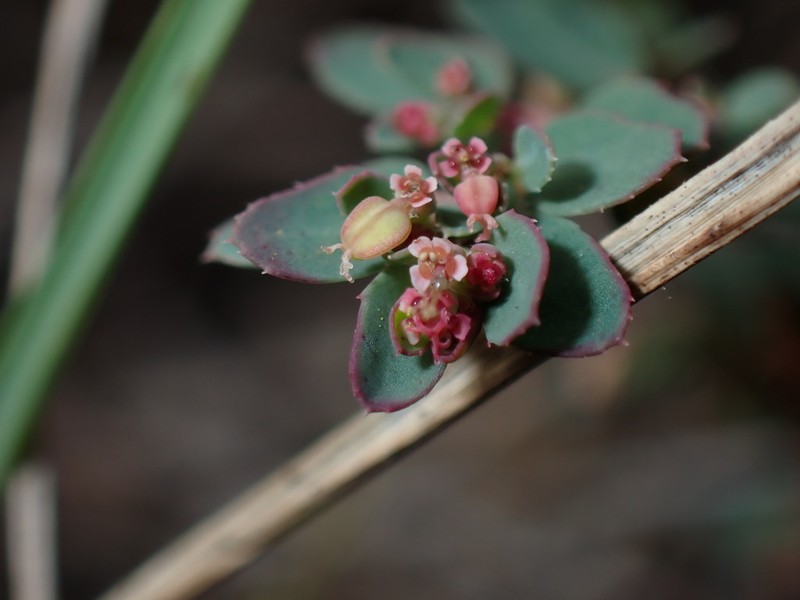 Euphorbia hsinchuensis photo 3