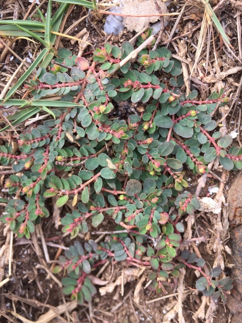 Euphorbia hsinchuensis photo 4