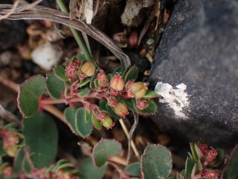 Euphorbia hsinchuensis photo 5