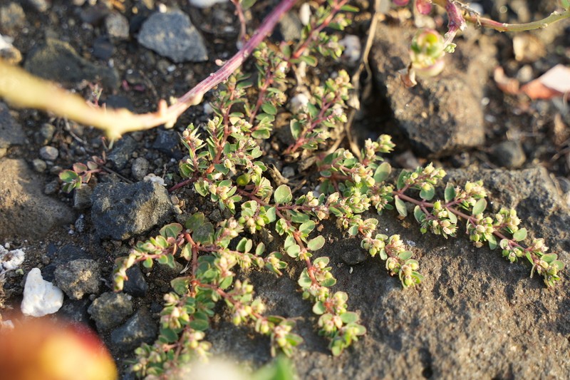 Euphorbia hsinchuensis photo 6