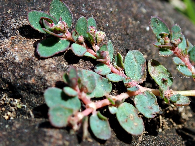 Euphorbia hsinchuensis photo 7