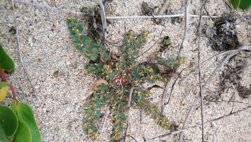 Euphorbia hsinchuensis photo 8