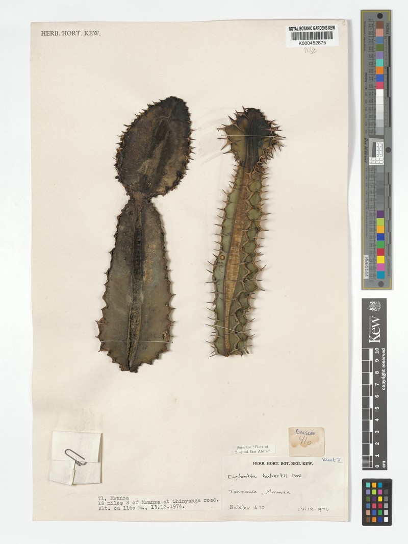 Euphorbia hubertii