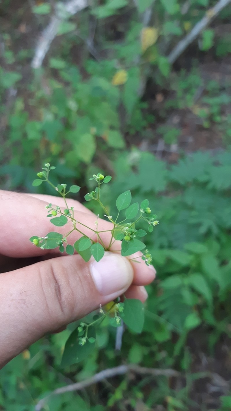Euphorbia humayensis photo 3