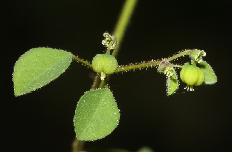 Euphorbia humayensis photo 5