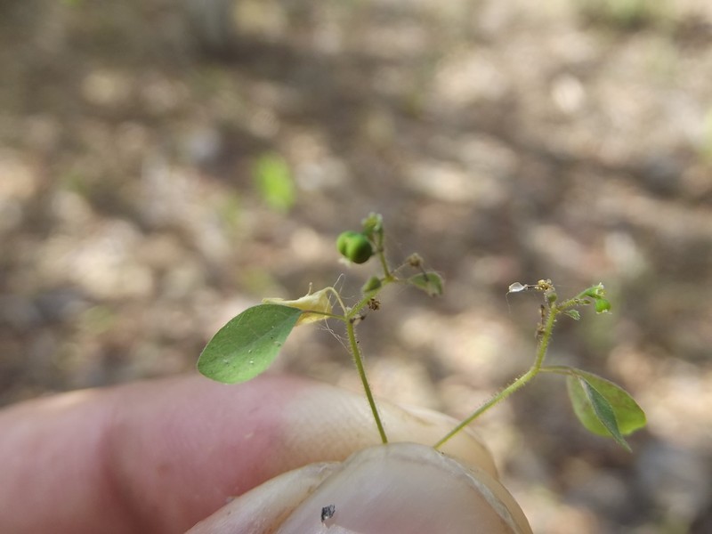 Euphorbia humayensis photo 8