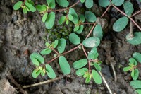 Euphorbia humifusa
