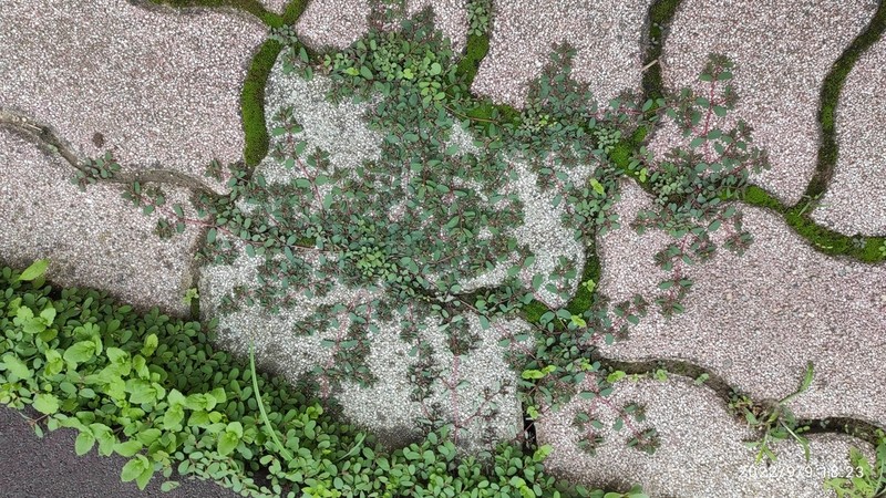 Euphorbia humifusa photo 2